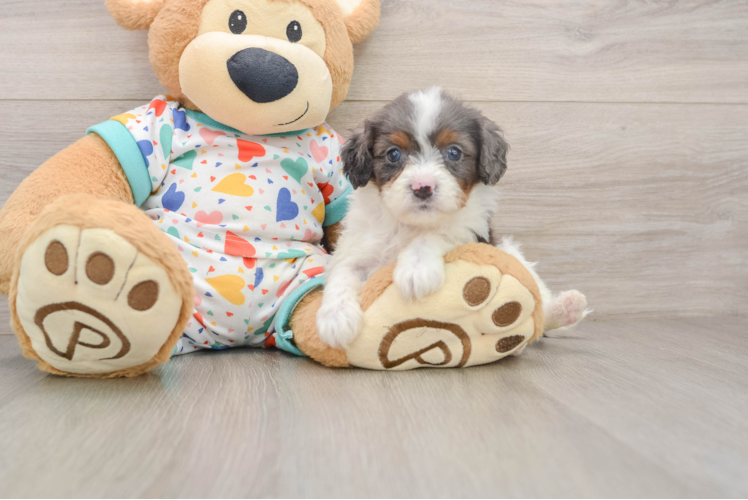 Cavapoo Puppy for Adoption
