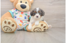 Cavapoo Puppy for Adoption