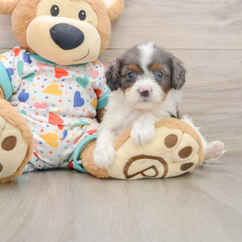Cavapoo Puppy for Adoption
