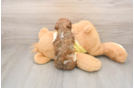 Best Cavapoo Baby