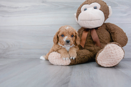 Cavapoo Pup Being Cute