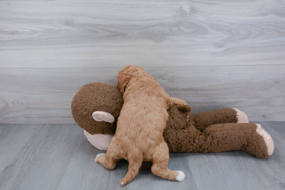 Playful Cavoodle Poodle Mix Puppy