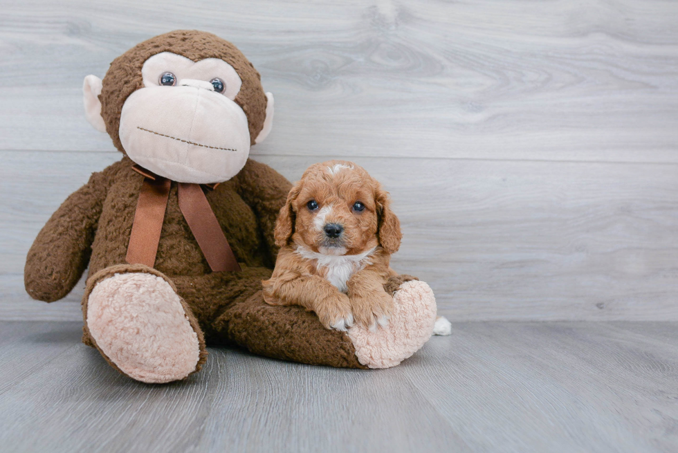 Cavapoo Pup Being Cute