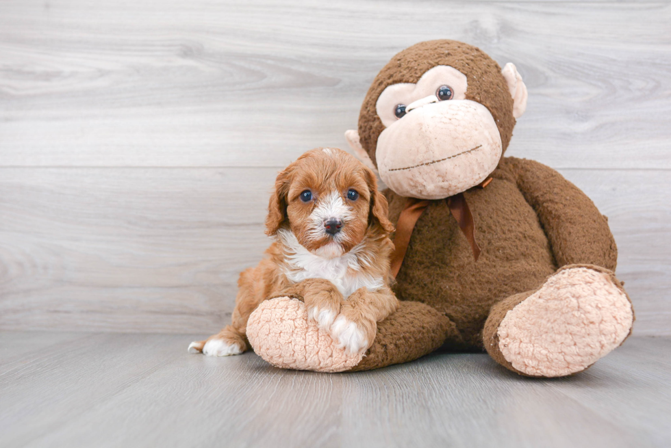 Smart Cavapoo Poodle Mix Pup