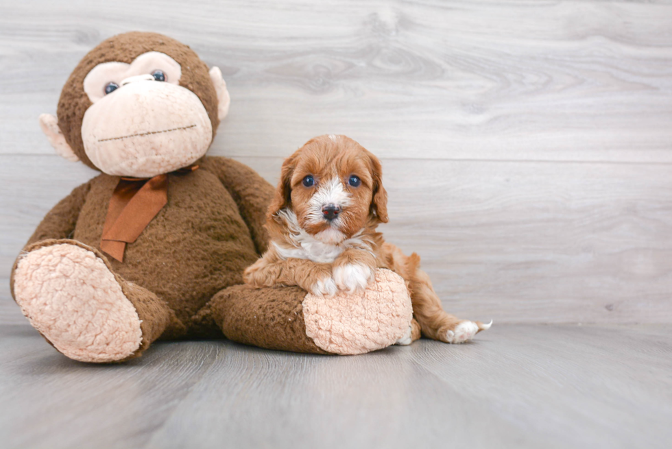 Cavapoo Puppy for Adoption