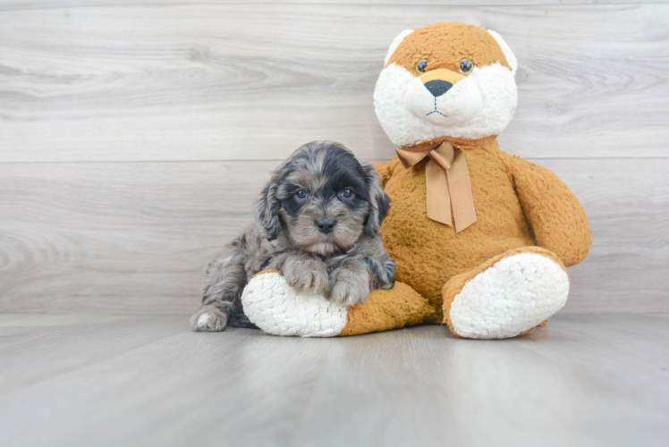 Cavapoo Puppy for Adoption