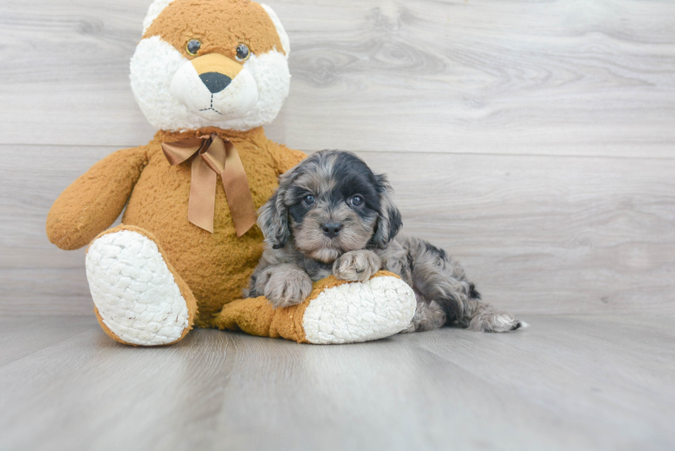 Cavapoo Pup Being Cute