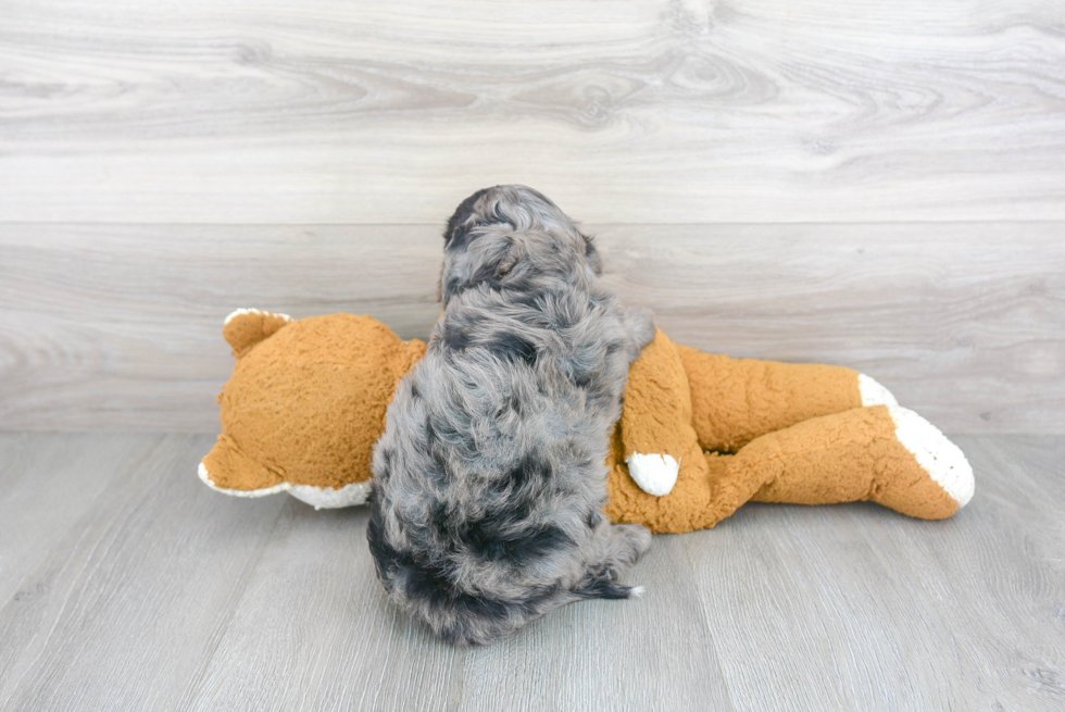 Cavapoo Pup Being Cute