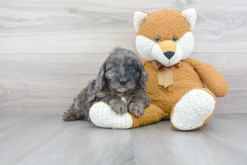 Cavapoo Puppy for Adoption