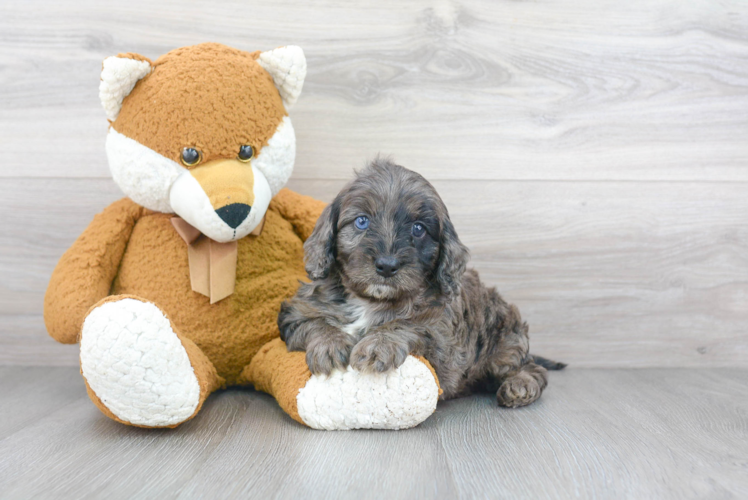 Cute Cavapoo Baby