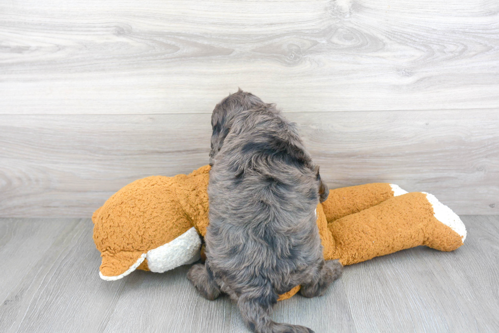 Cute Cavapoo Baby