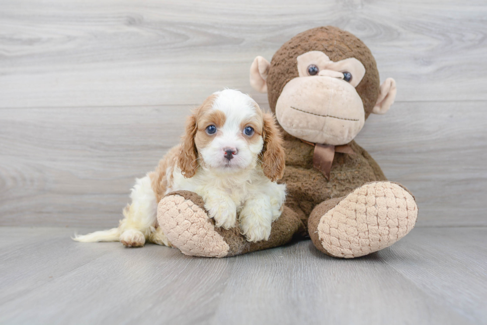 Best Cavapoo Baby