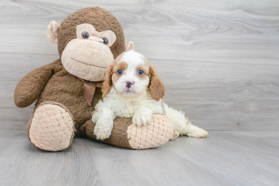 Popular Cavapoo Poodle Mix Pup