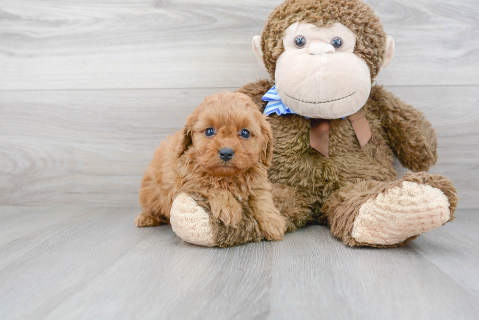 Cavapoo Puppy for Adoption