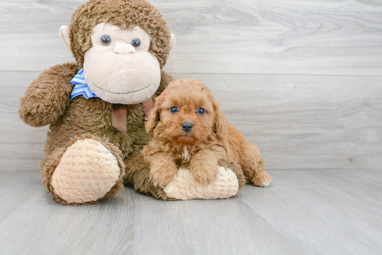 Happy Cavapoo Baby