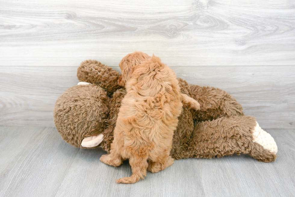 Popular Cavapoo Poodle Mix Pup