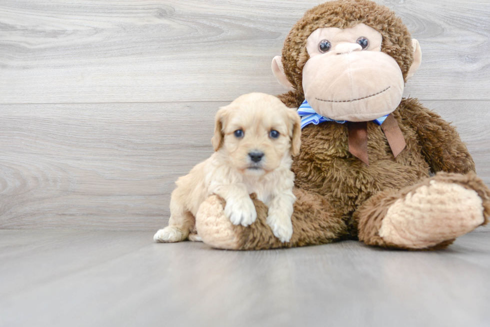 Popular Cavapoo Poodle Mix Pup