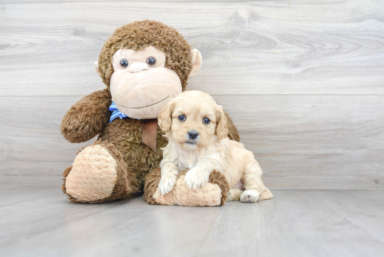 Cavapoo Pup Being Cute