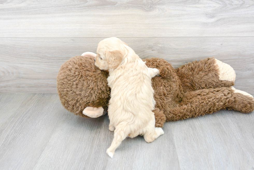 Cavapoo Pup Being Cute