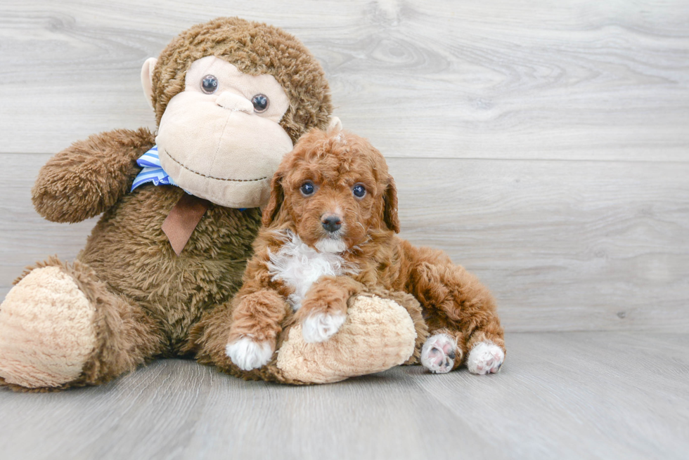 Funny Cavapoo Poodle Mix Pup