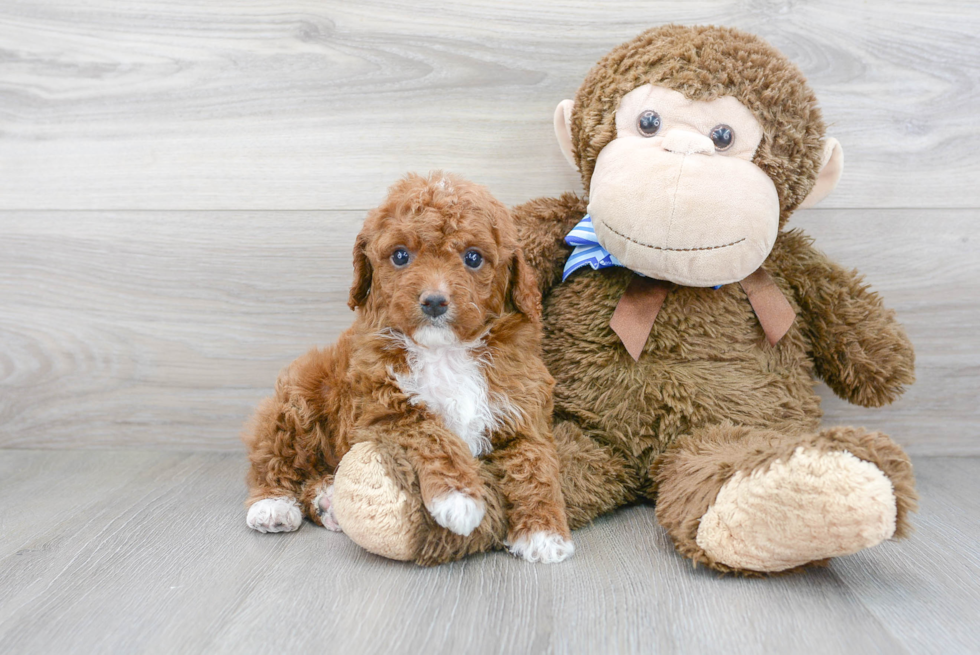 Cute Cavapoo Baby