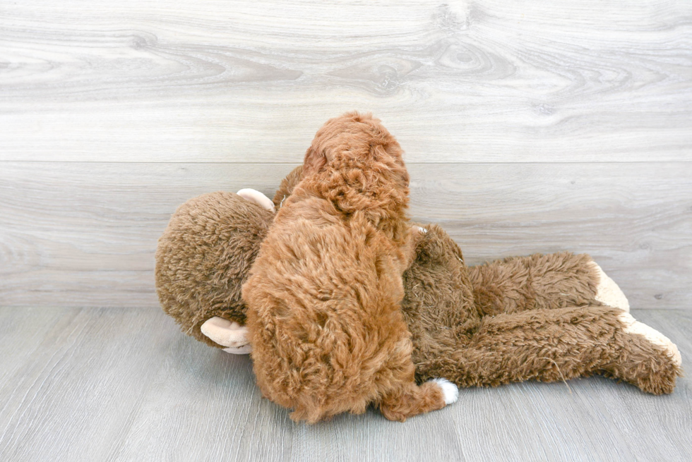 Cavapoo Pup Being Cute