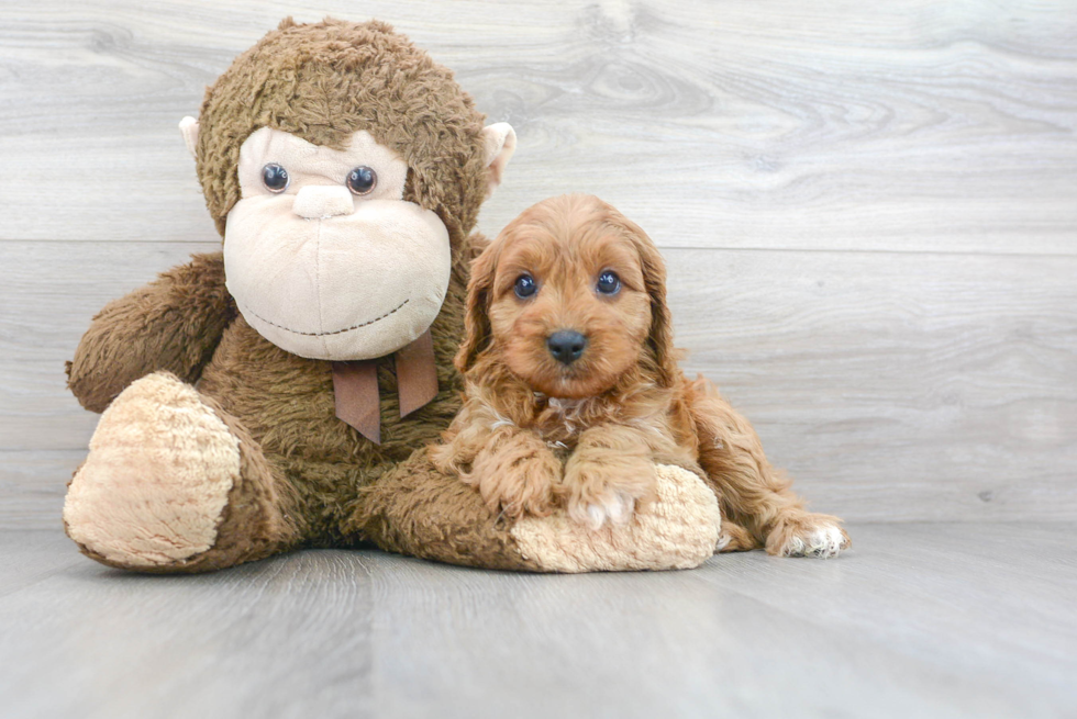 Cavapoo Puppy for Adoption