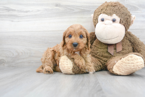 Sweet Cavapoo Baby