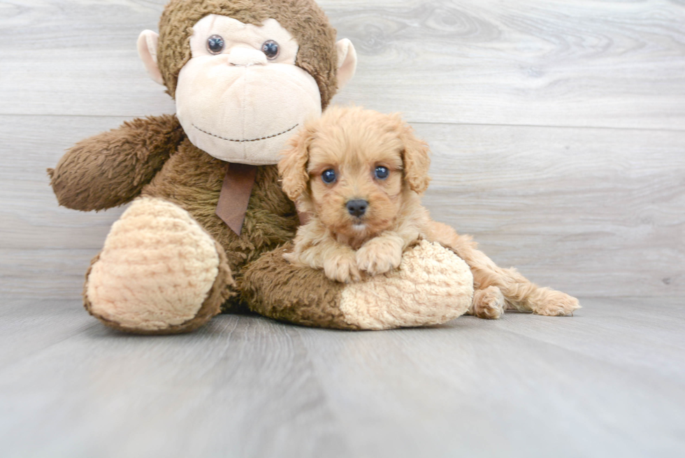 Small Cavapoo Baby