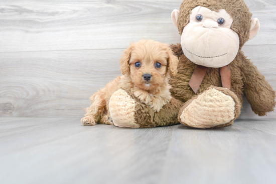 Best Cavapoo Baby