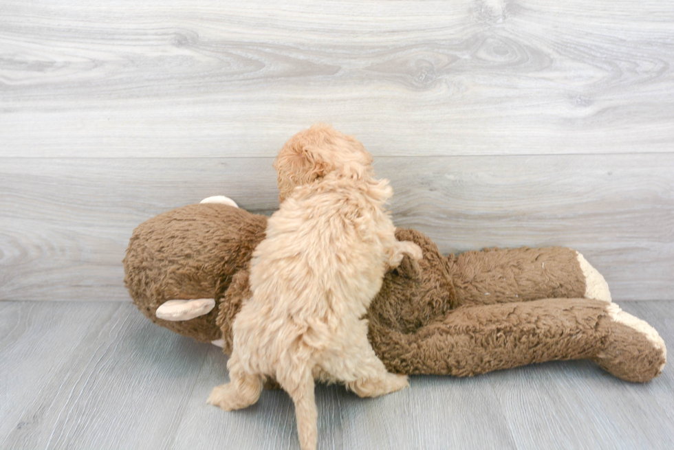 Friendly Cavapoo Baby