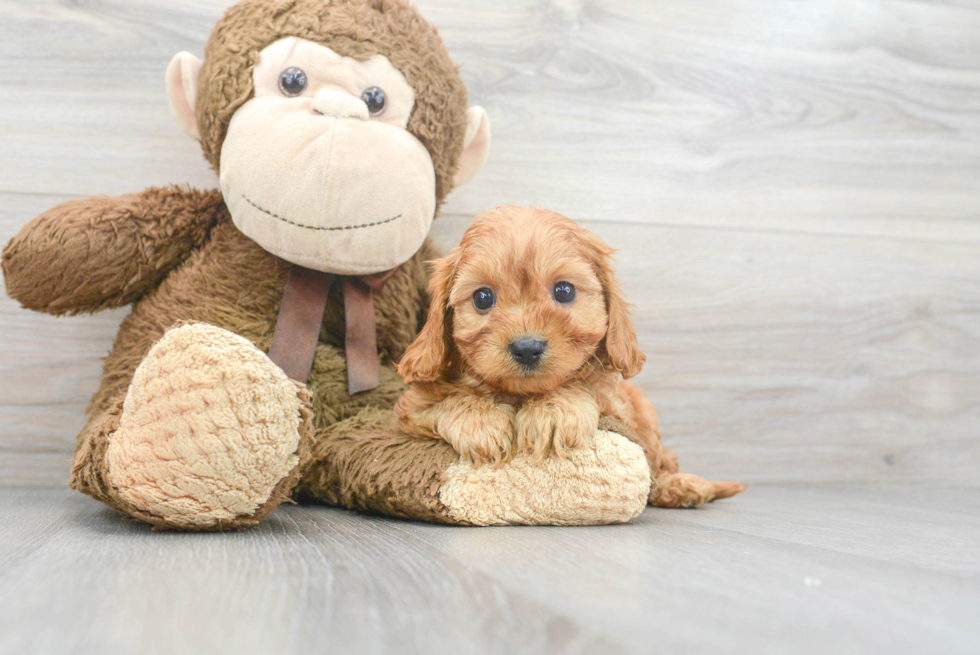 Best Cavapoo Baby