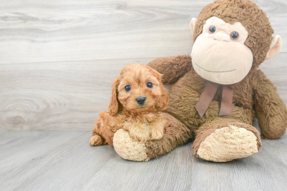 Best Cavapoo Baby