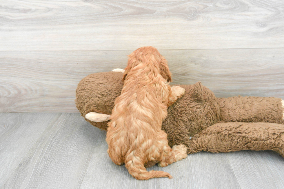 Cute Cavapoo Poodle Mix Pup