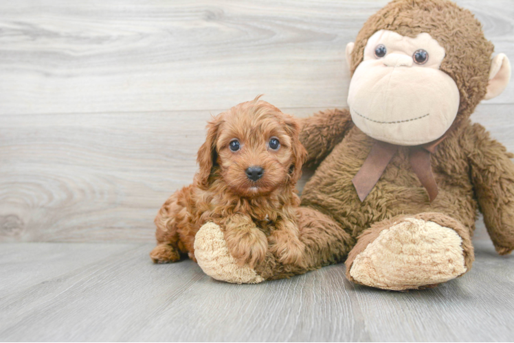 Best Cavapoo Baby