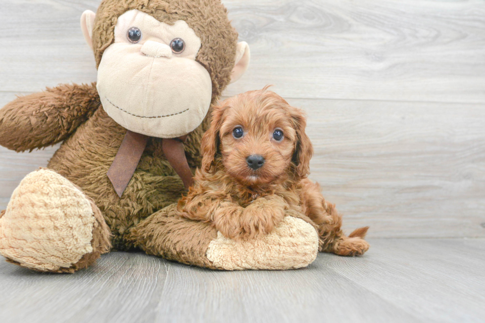 Cavapoo Pup Being Cute