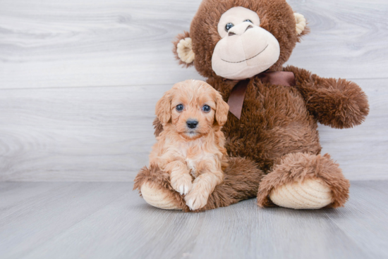 Hypoallergenic Cavoodle Poodle Mix Puppy