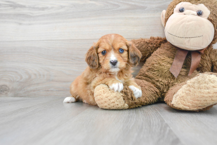 Small Cavapoo Baby