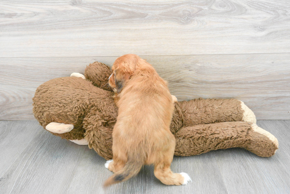 Sweet Cavapoo Baby