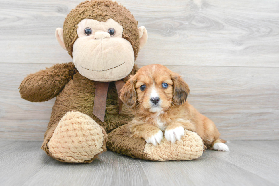 Adorable Cavoodle Poodle Mix Puppy