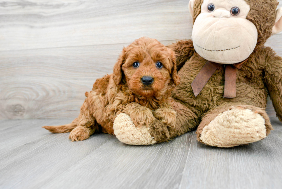 Cavapoo Pup Being Cute