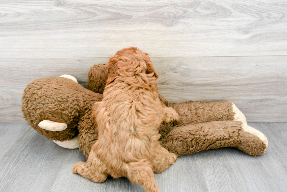 Best Cavapoo Baby