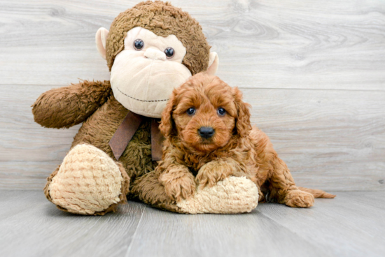 Funny Cavapoo Poodle Mix Pup