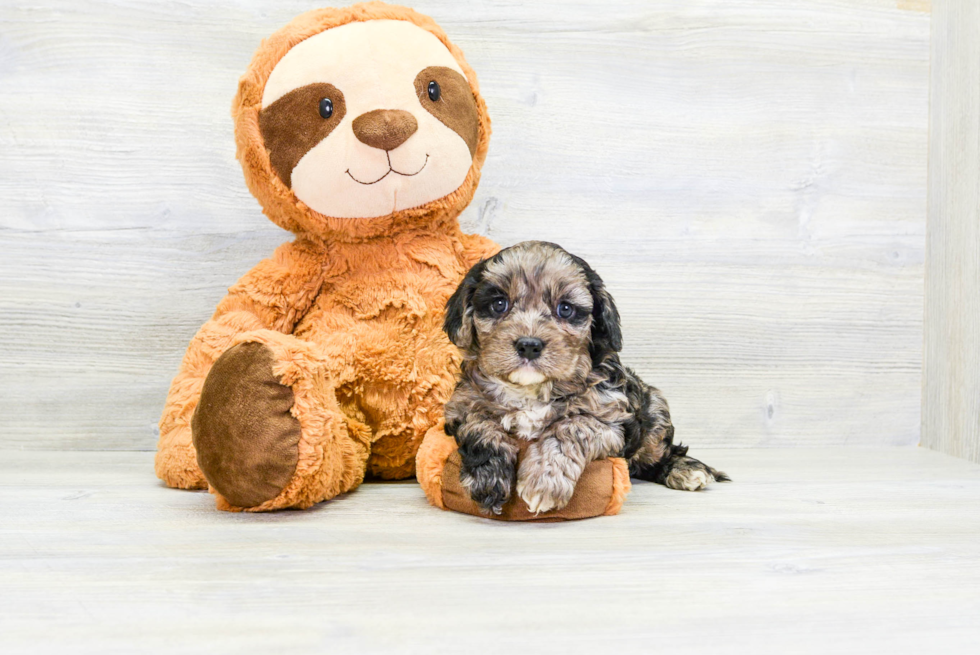 Hypoallergenic Cavoodle Poodle Mix Puppy