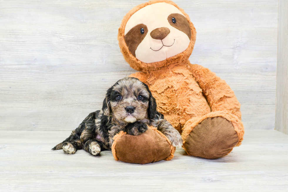 Fluffy Cavapoo Poodle Mix Pup