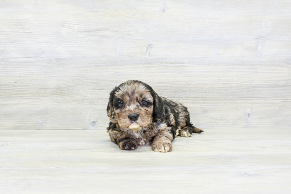 Cavapoo Pup Being Cute