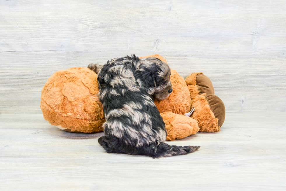 Friendly Cavapoo Baby