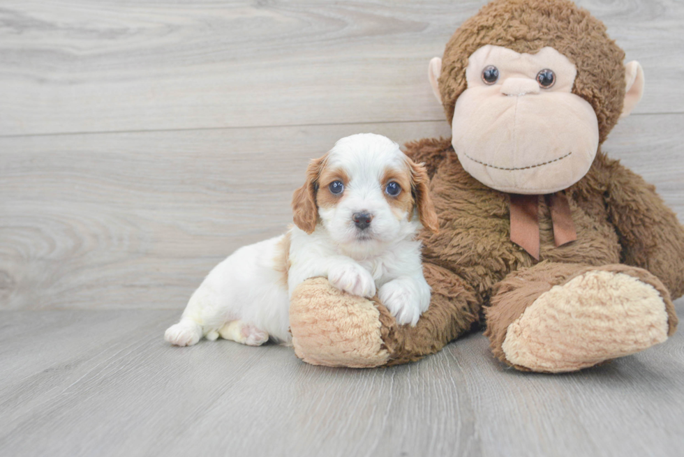 Friendly Cavapoo Baby