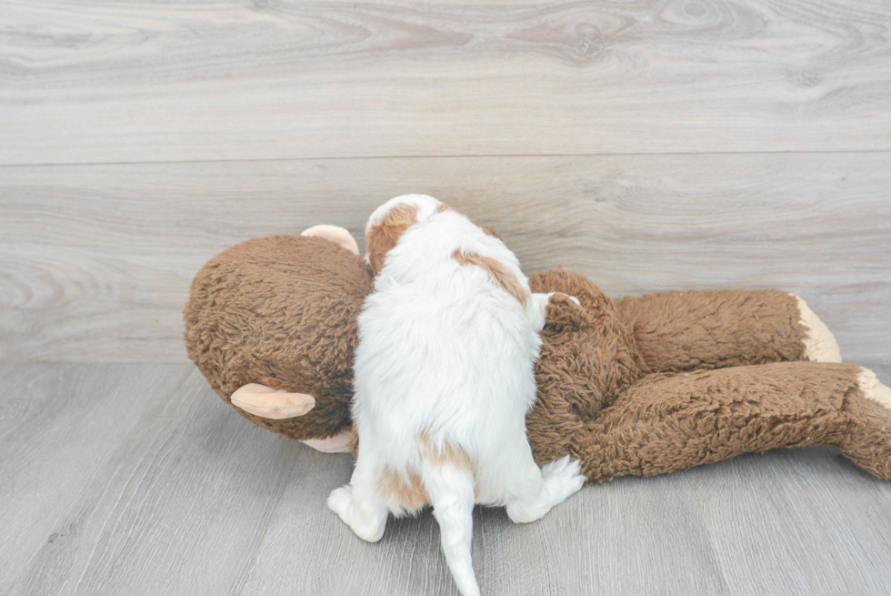 Cavapoo Pup Being Cute