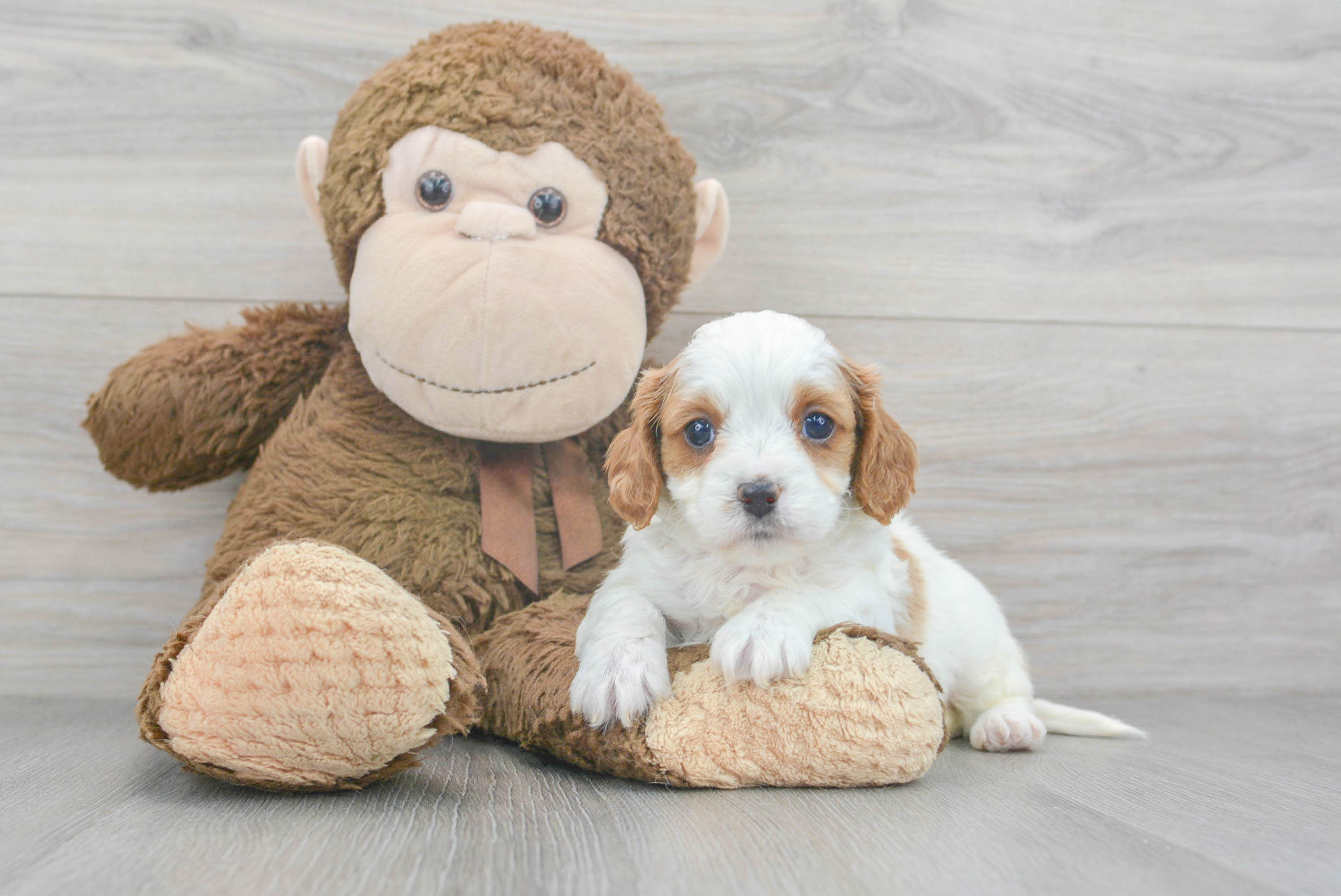 Best Cavapoo Baby